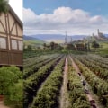 The Vineyard: A Filming Journey Through California's Wine Country