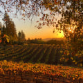 Uncovering the Beauty of Autumn in the Vineyard