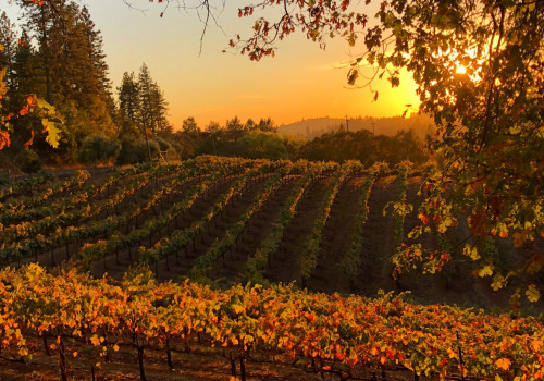 Uncovering the Beauty of Autumn in the Vineyard